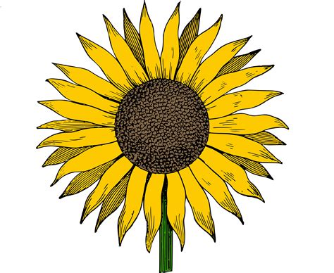 sunflower vector illustration